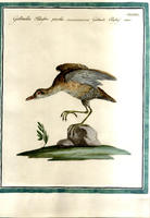 <strong>Gallinella palustre piccola</strong>